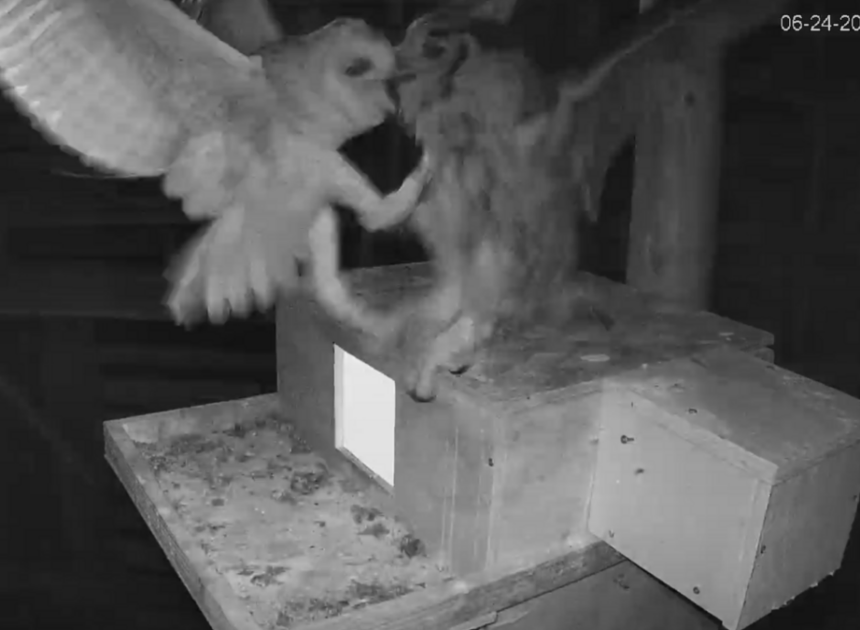 Tragedy befalls North Carolina’s famous barn owl reality show. One owl is killed