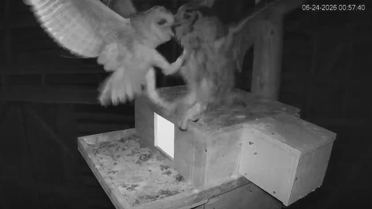 Tragedy befalls North Carolina’s famous barn owl reality show. One owl is killed