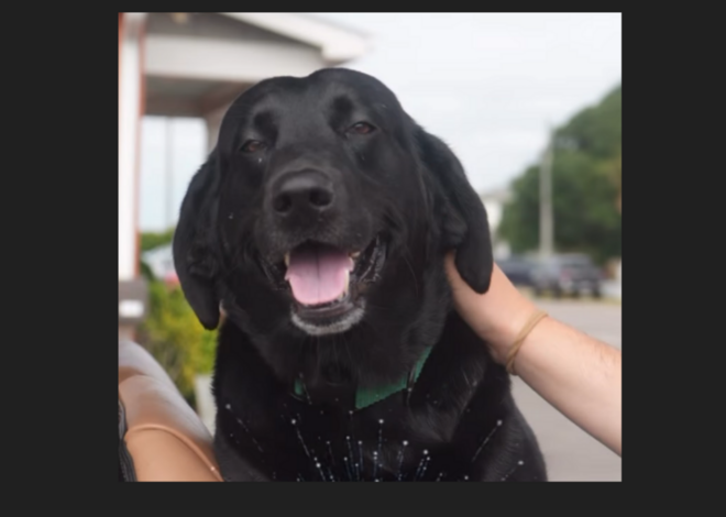 Dog that survived alligator attack named the ‘Dog Marshal’ of NC July 4th parade