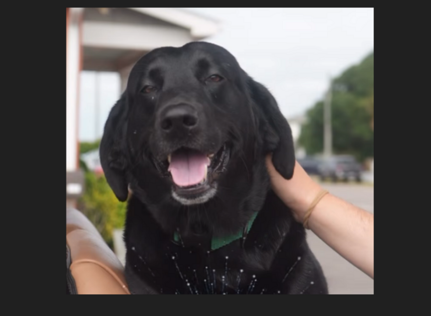 Dog that survived alligator attack named the ‘Dog Marshal’ of NC July 4th parade