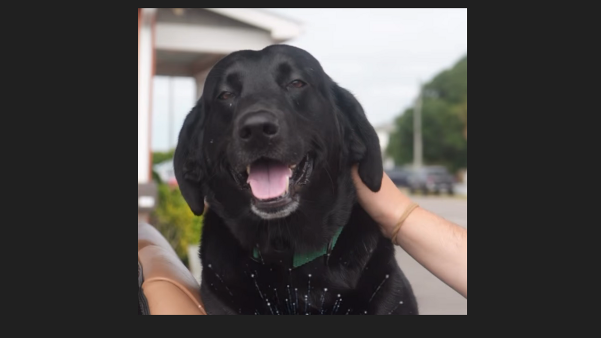 Dog that survived alligator attack named the ‘Dog Marshal’ of NC July 4th parade