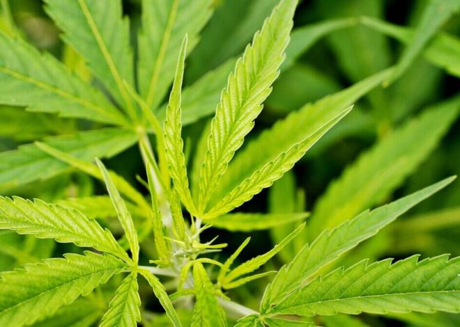 NC lawmakers pitch new bill banning use of hemp and kratom for everyone under 21