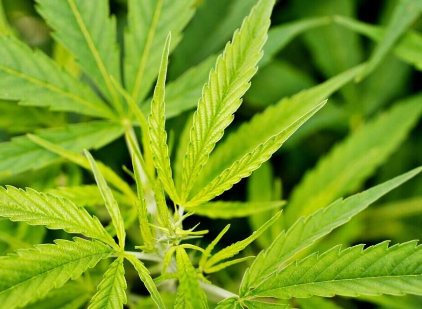 NC lawmakers pitch new bill banning use of hemp and kratom for everyone under 21