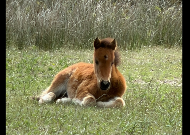 Three foals seen on remote NC island where food is growing scarce, park says