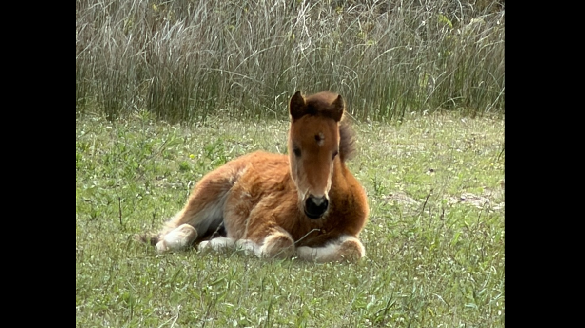 Three foals seen on remote NC island where food is growing scarce, park says