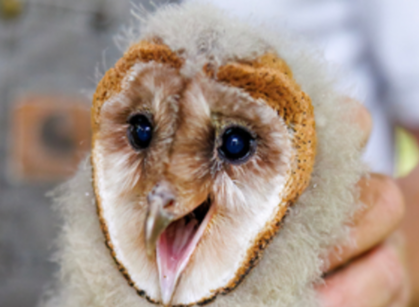 Surprising detail emerges as live ‘Owl Cam’ records nest in North Carolina barn