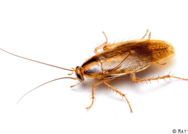 Both drought and rain draw cockroaches indoors in NC. How to keep them out