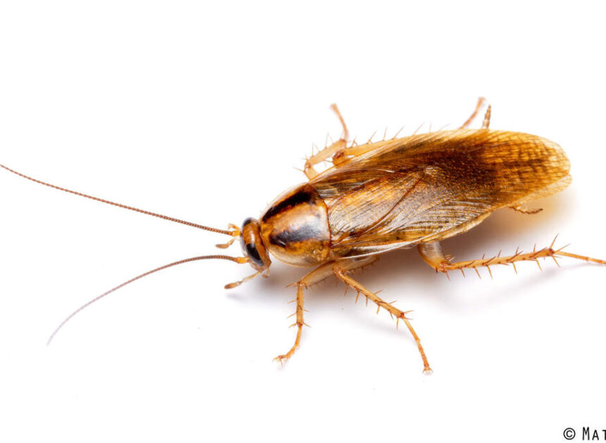 Both drought and rain draw cockroaches indoors in NC. How to keep them out
