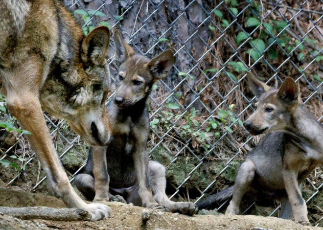 Calling wildlife lovers: New NC license plate could help this endangered animal