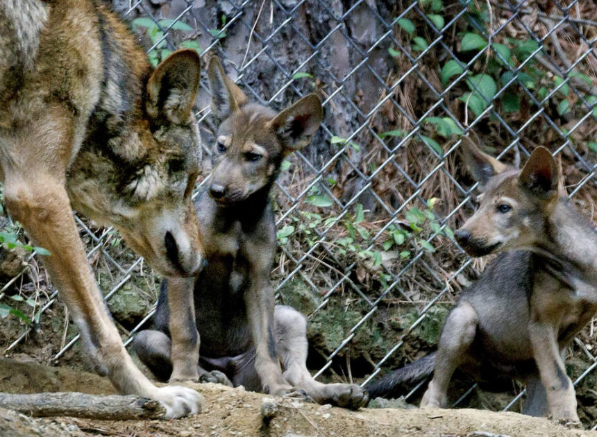 Calling wildlife lovers: New NC license plate could help this endangered animal
