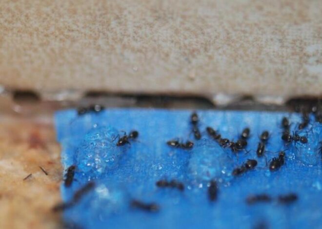 Ants often come indoors after NC summer rain — but also during droughts