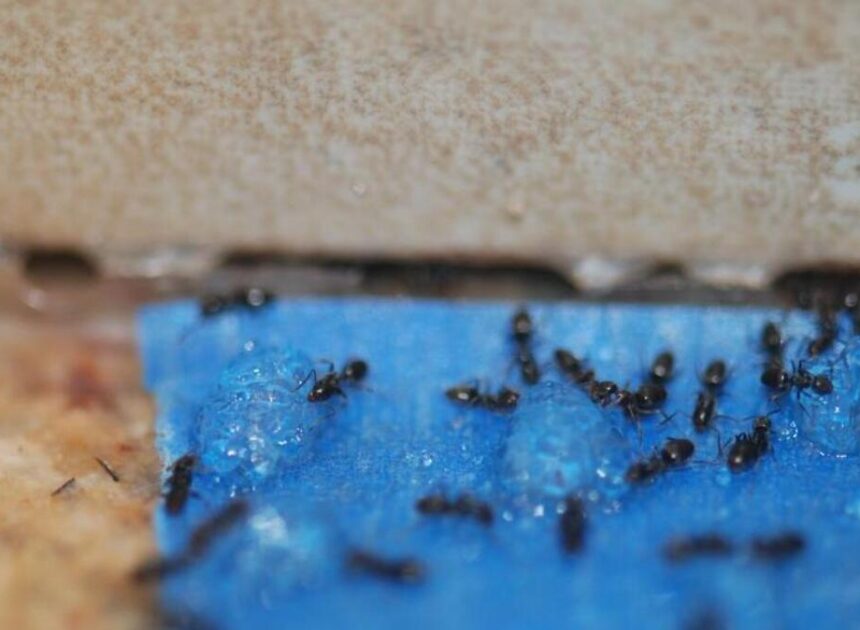 Ants often come indoors after NC summer rain — but also during droughts