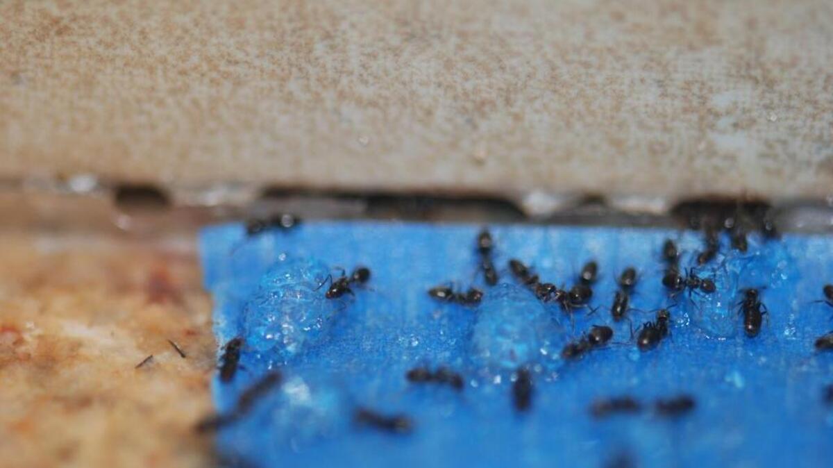 Ants often come indoors after NC summer rain — but also during droughts