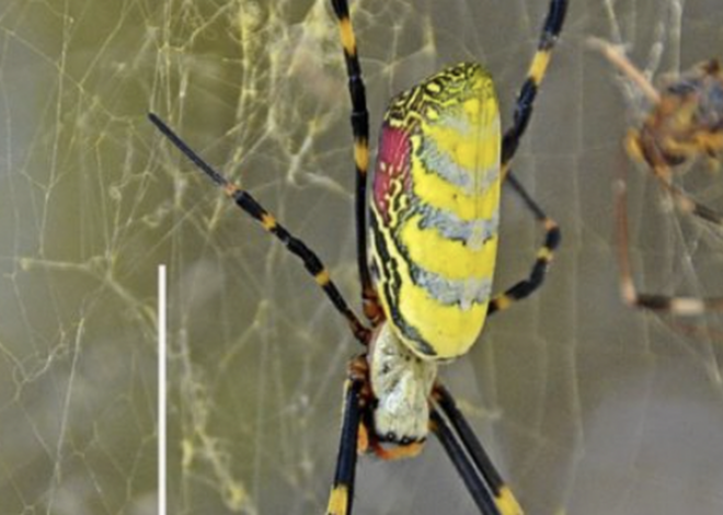 Palm-sized spiders are making their way to NC — but don’t panic