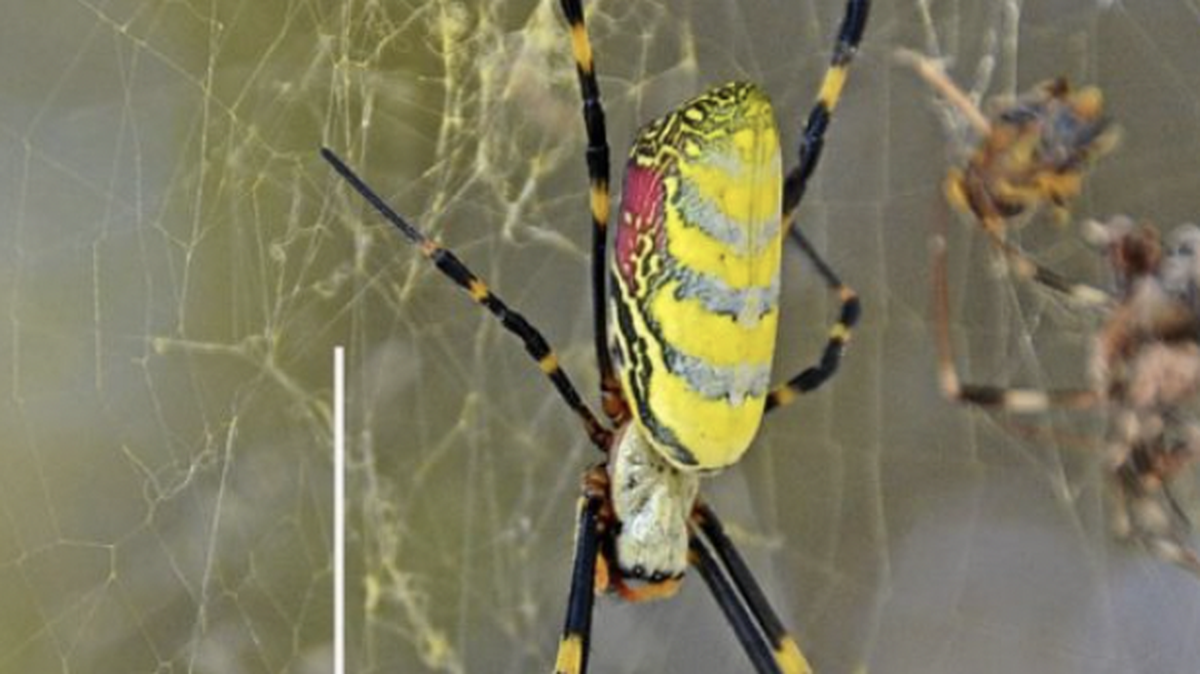 Palm-sized spiders are making their way to NC — but don’t panic