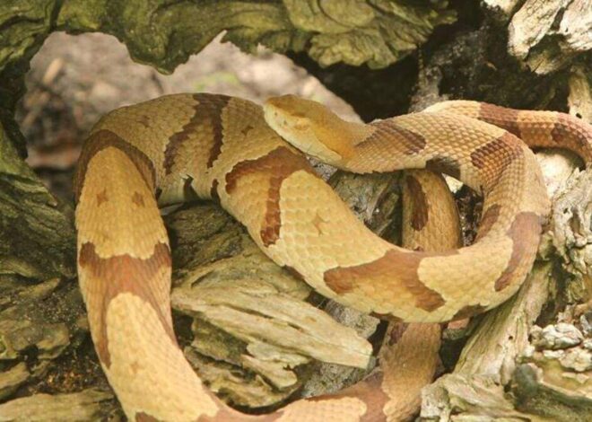 No, it wasn’t a copperhead. Germany’s World Cup team saw this lookalike snake