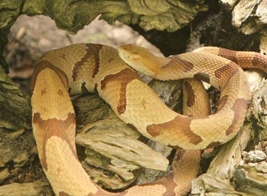No, it wasn’t a copperhead. Germany’s World Cup team saw this lookalike snake