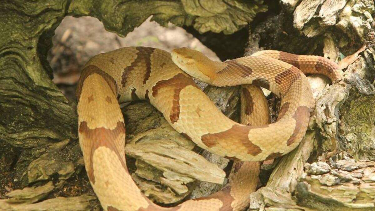 No, it wasn’t a copperhead. Germany’s World Cup team saw this lookalike snake