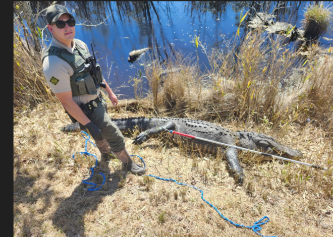 Illegal killing of alligator was recorded and video posted online, NC officials say