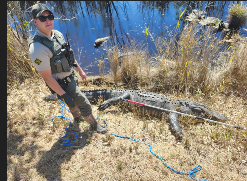 Illegal killing of alligator was recorded and video posted online, NC officials say