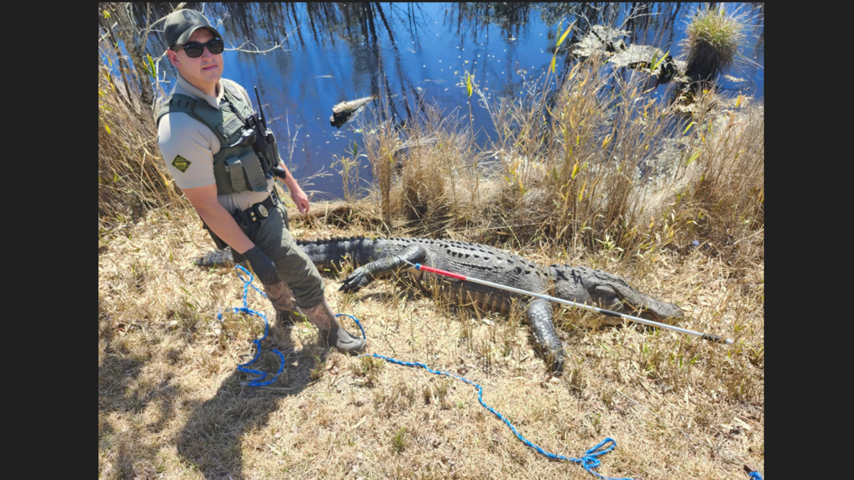 Illegal killing of alligator was recorded and video posted online, NC officials say