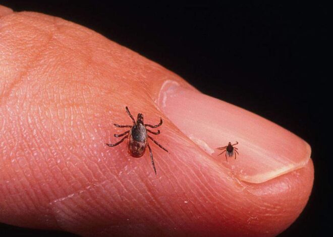 NC red meat allergy cases are rising due to tick bites. Here’s what to know