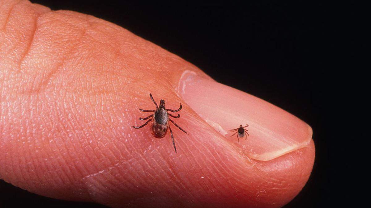 NC red meat allergy cases are rising due to tick bites. Here’s what to know