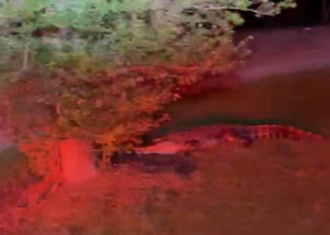 Firemen spot alligator at 3:30 am. It tries hiding behind tree, NC video shows