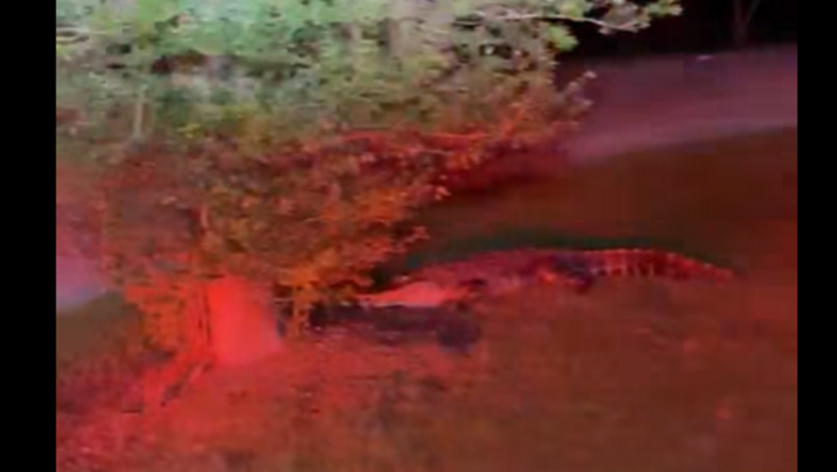 Firemen spot alligator at 3:30 am. It tries hiding behind tree, NC video shows