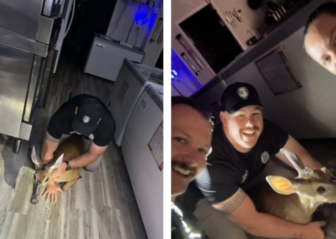 Animal smashes through restaurant’s front door and refuses to leave, NC police say