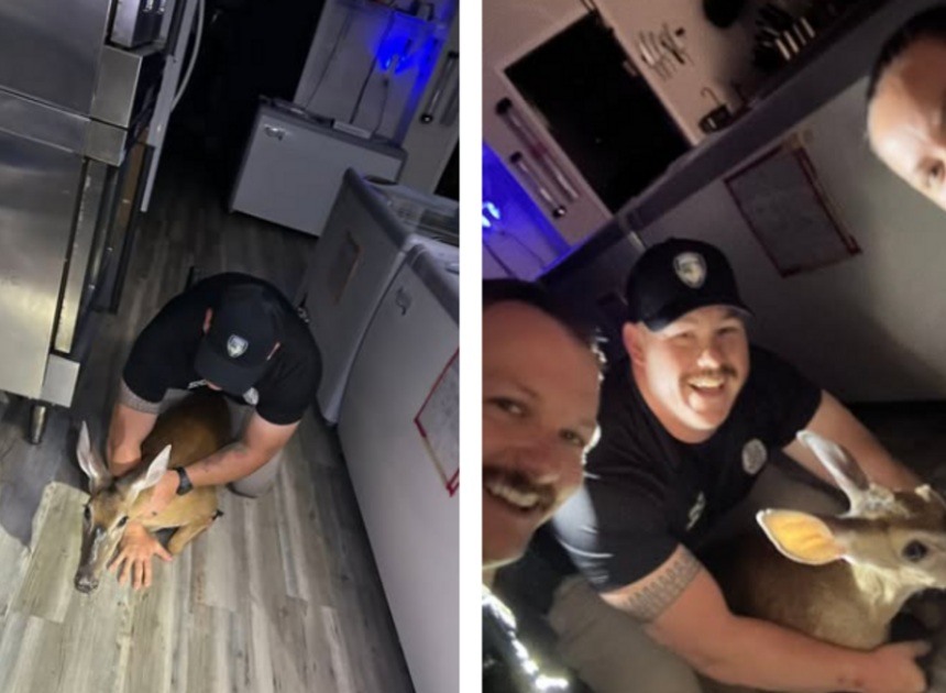Animal smashes through restaurant’s front door and refuses to leave, NC police say