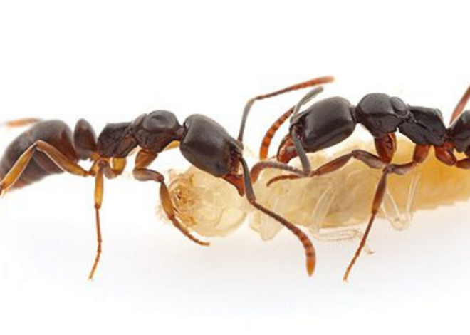 A stinging ant has invaded NC, and its bite can be deadly. How to ID it