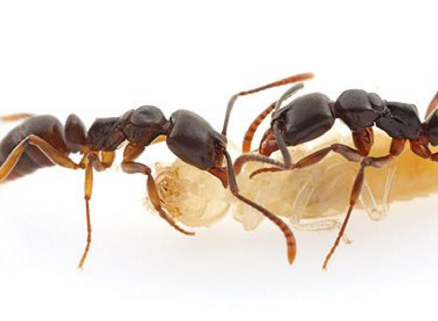 A stinging ant has invaded NC, and its bite can be deadly. How to ID it