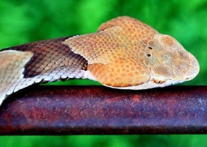 Could NC’s drought change where you see copperheads this summer?