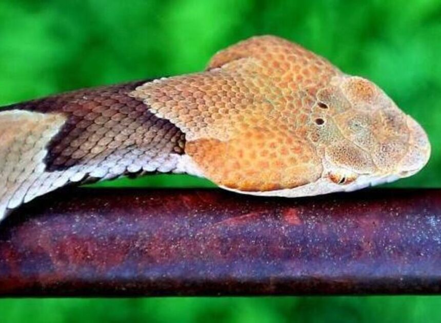Could NC’s drought change where you see copperheads this summer?