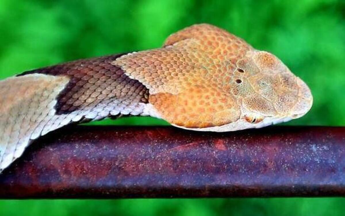 Could NC’s drought change where you see copperheads this summer?