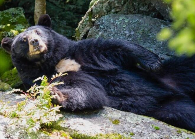 Sweet-toothed black bear Yonnie dies in NC mountains. She loved strawberry jelly.