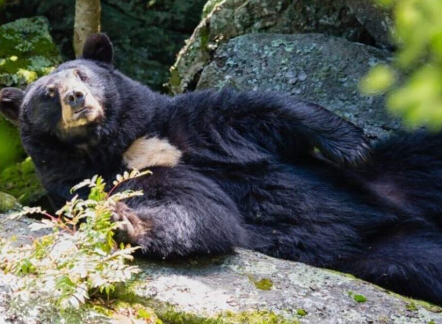 Sweet-toothed black bear Yonnie dies in NC mountains. She loved strawberry jelly.