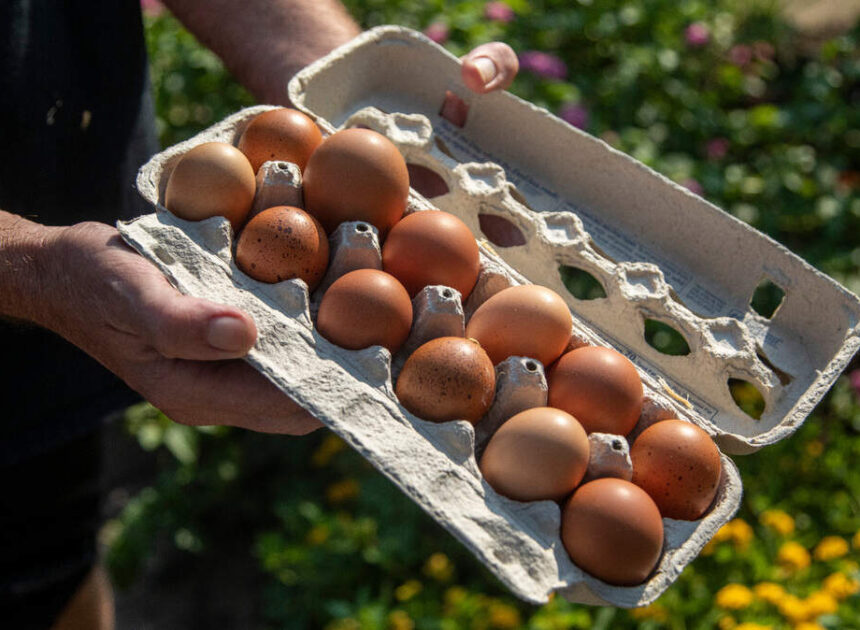 3 companies allegedly helped inflate egg prices. Now, NC will get 3 million eggs
