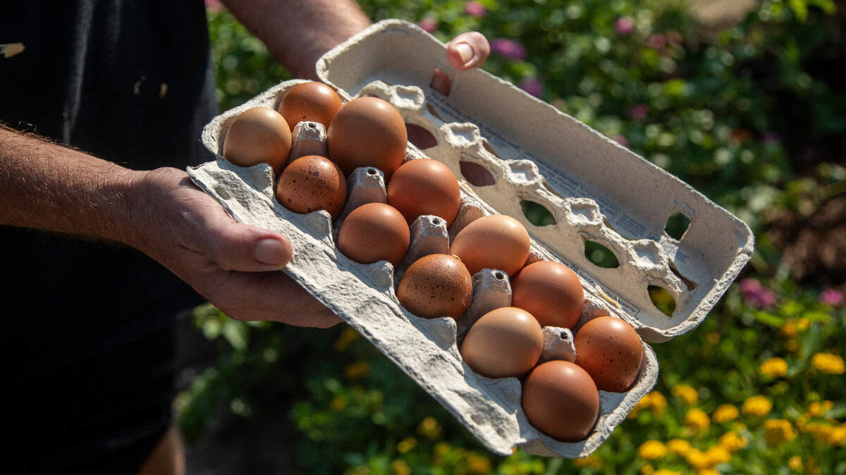 3 companies allegedly helped inflate egg prices. Now, NC will get 3 million eggs