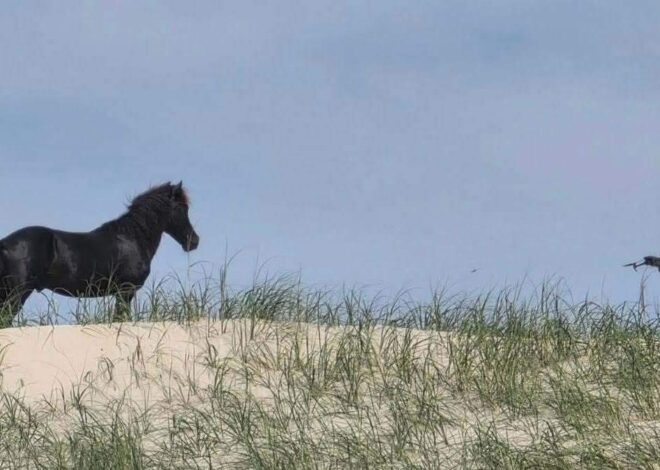 ‘Frightened’ wild horse was being stalked by drone on NC’s Outer Banks, photos show