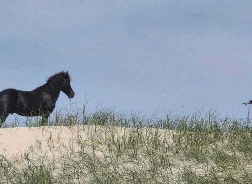 ‘Frightened’ wild horse was being stalked by drone on NC’s Outer Banks, photos show
