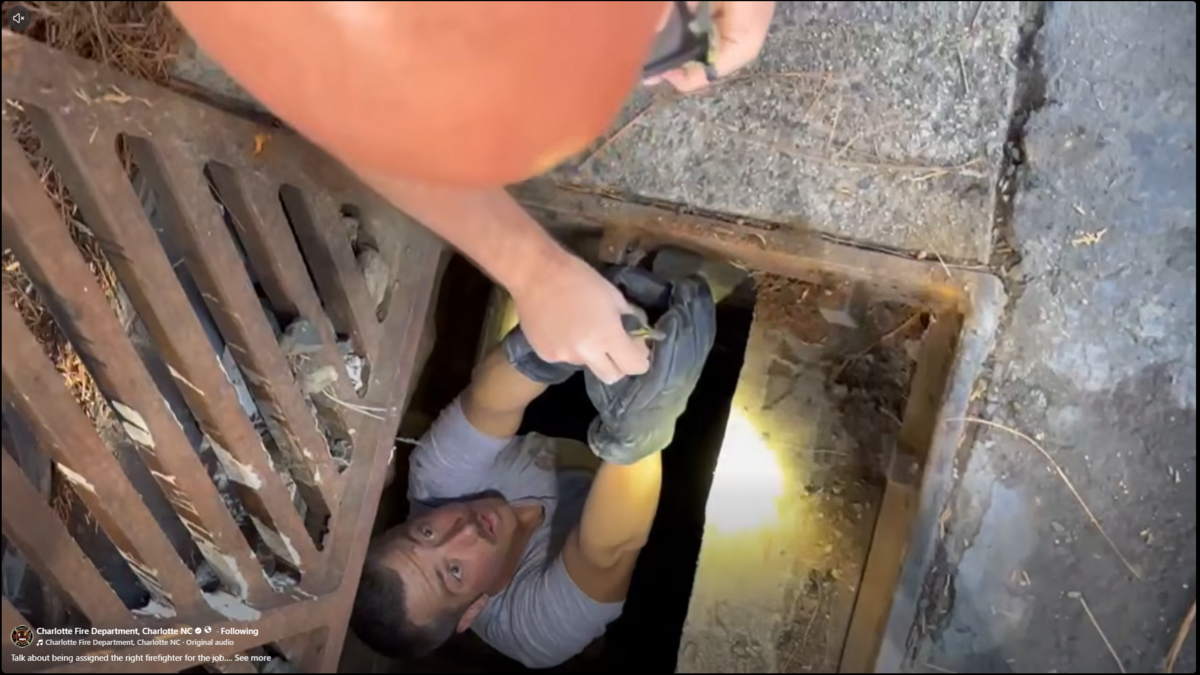 A Charlotte firefighter — last name Duckwall — saved ducklings from a storm drain