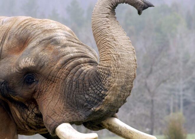 The NC Zoo’s Asia exhibit inches towards opening, with budget set to become law