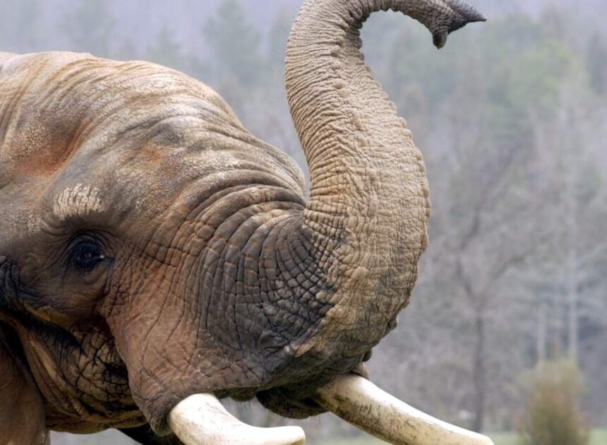 The NC Zoo’s Asia exhibit inches towards opening, with budget set to become law