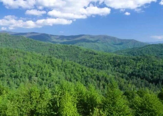 Fishing 16-year-old gets lost in forest, walks 11 miles for help, NC searchers say