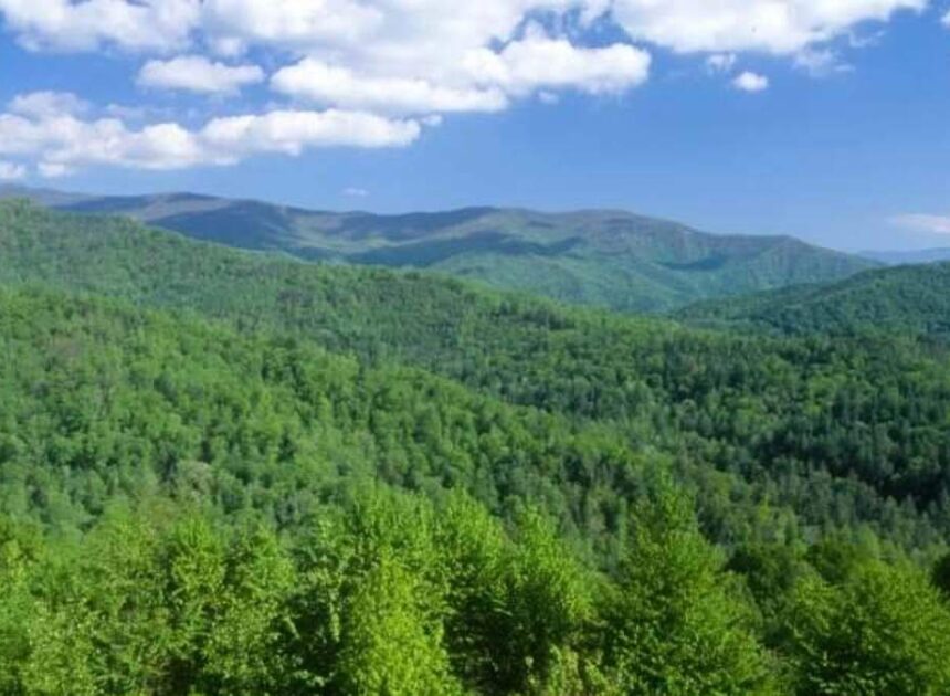 Fishing 16-year-old gets lost in forest, walks 11 miles for help, NC searchers say