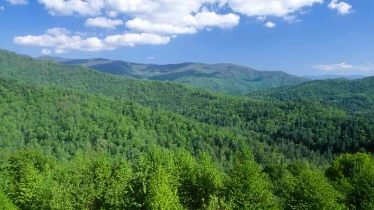 Fishing 16-year-old gets lost in forest, walks 11 miles for help, NC searchers say