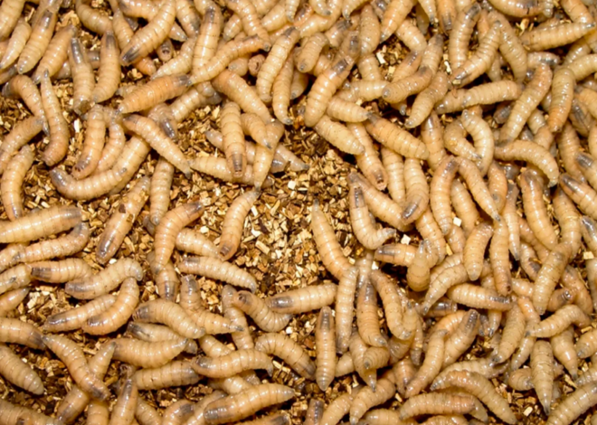 More New World screwworm has been detected. Latest updates for NC