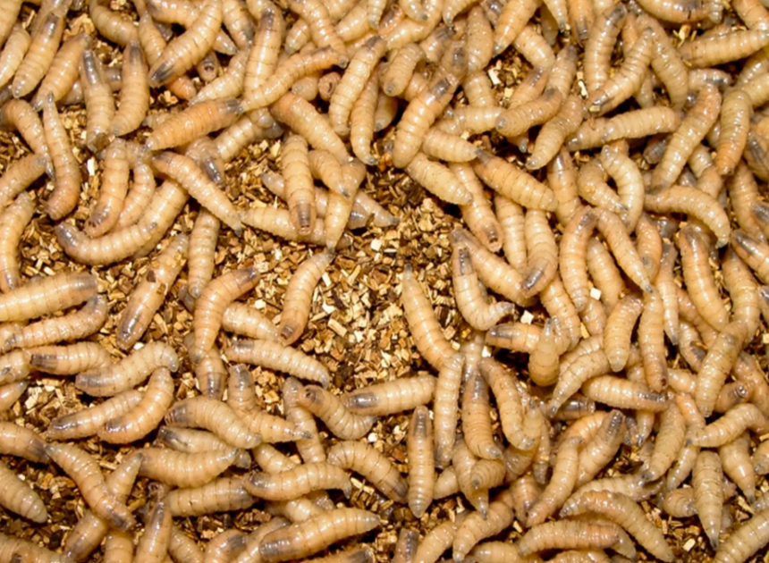 More New World screwworm has been detected. Latest updates for NC
